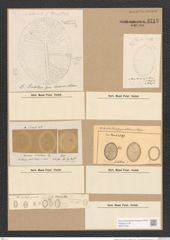 Diatomeae indet. (de-Toni-Nr.: Species 1812 var. ?) Zeichnungen Sammlung Grunow Nr. 3713 (NHMW-BOT-W0371346)